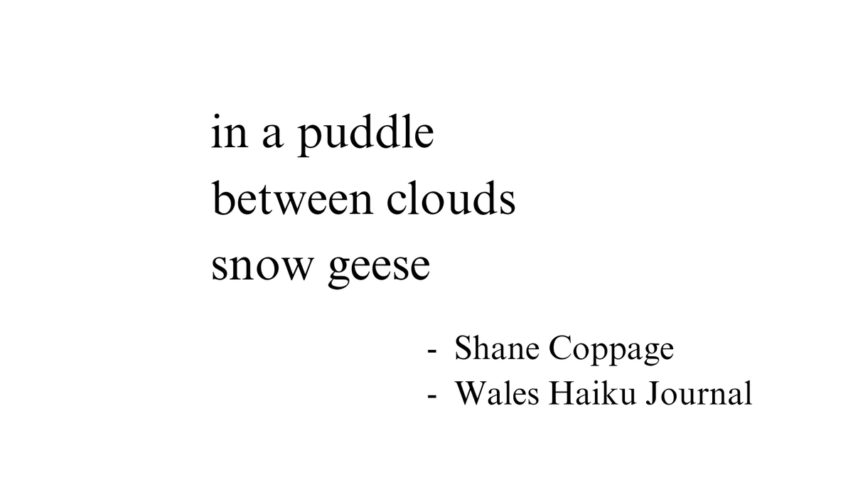 Shane Coppage tweet media