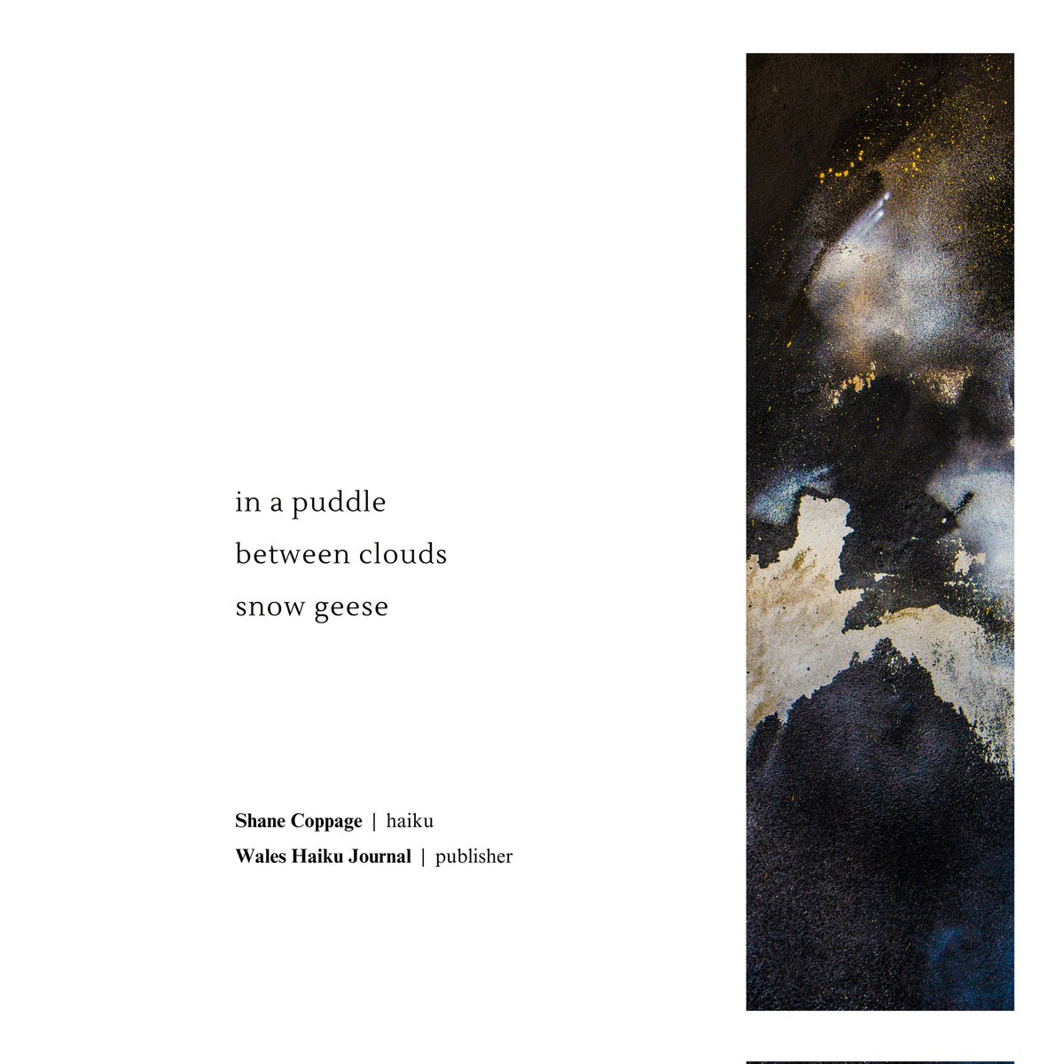 Shane Coppage tweet media