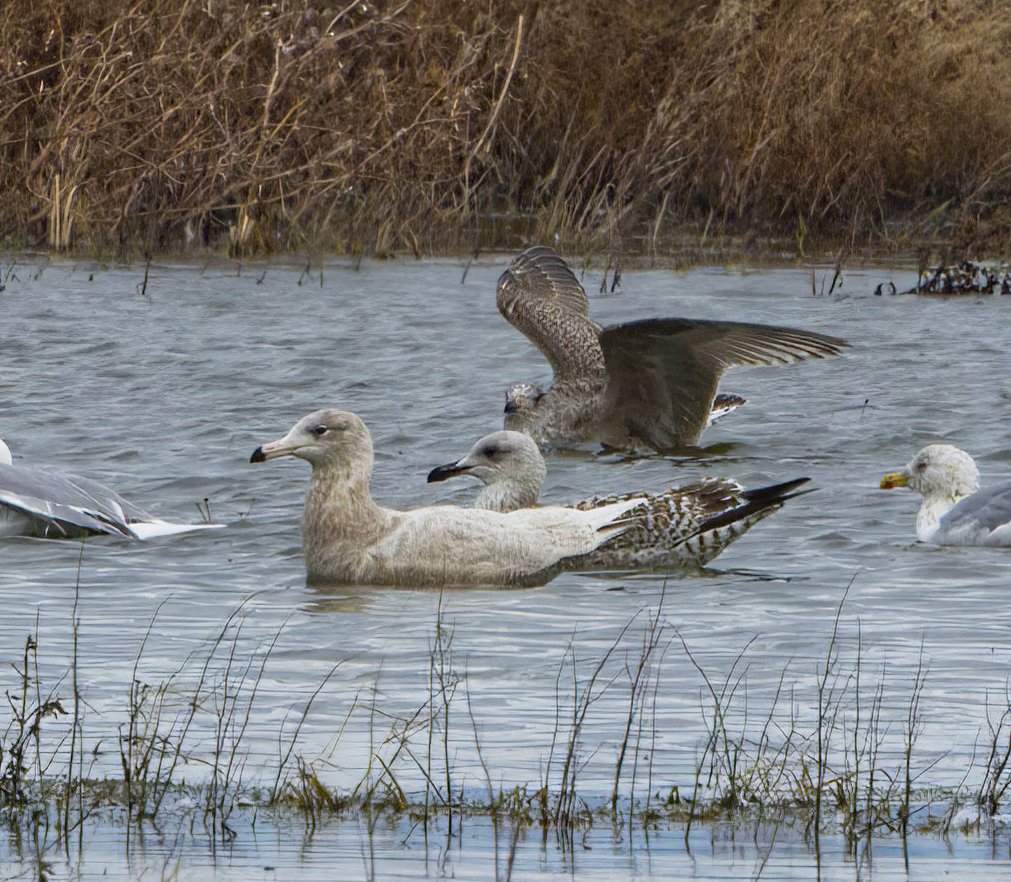 The 2CY Glaucous Gull seems to have settled into a daily lunchtime visit to Smithy Fen, present again today before going back to the tip @CambsBirdClub