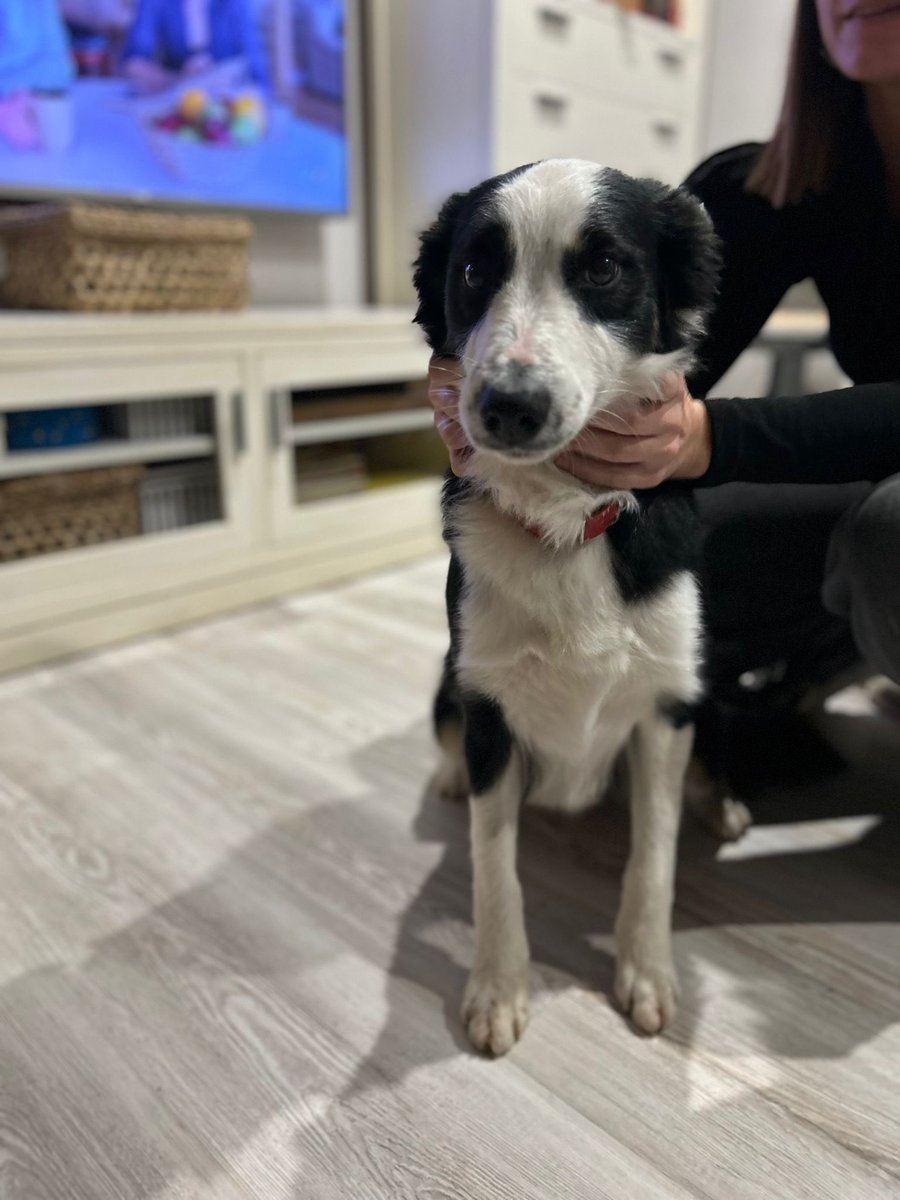 pedrolopez8a's tweet photo. Hemos encontrado esta perrina por la zona de Monte/Cueto.
Está bien cuidada y con chip, pero no contestan en el contacto. Por favor, compartid para que llegue a sus dueños https://t.co/T2OuMfvAF6