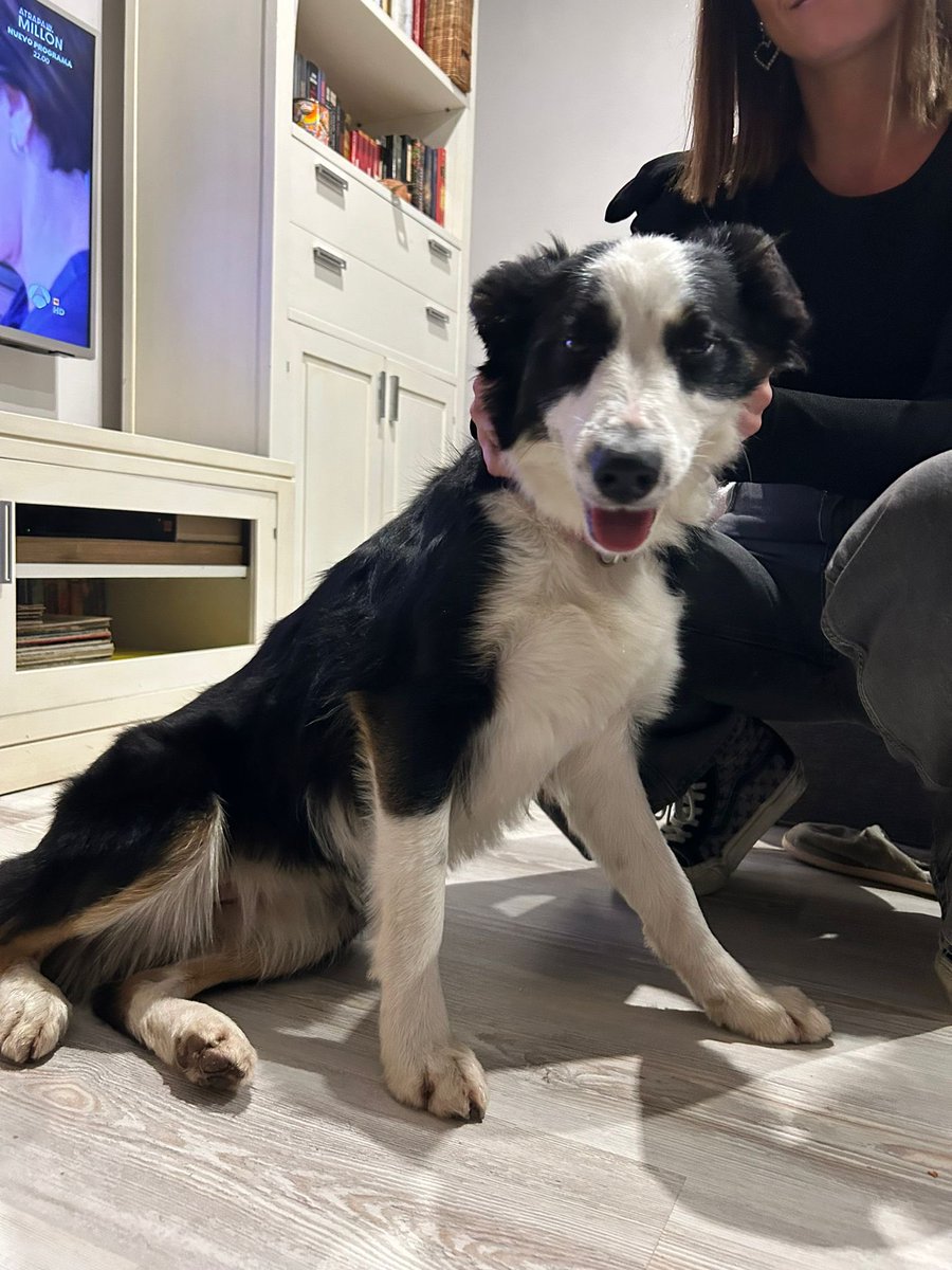 Hemos encontrado esta perrina por la zona de Monte/Cueto.
Está bien cuidada y con chip, pero no contestan en el contacto. Por favor, compartid para que llegue a sus dueños