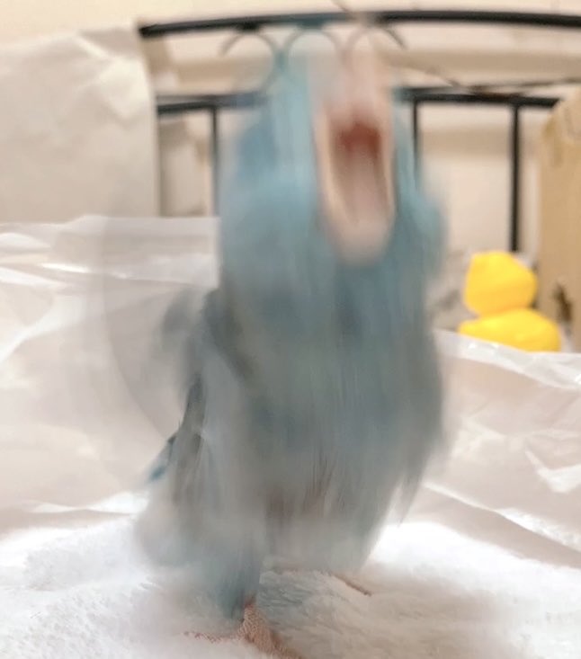 birdloverguy's tweet photo. Grr...?

(Blue bird? Aoba bird? Aoba was blue before... 

hmm

Aoba Bird) https://t.co/g97zsyTYkC