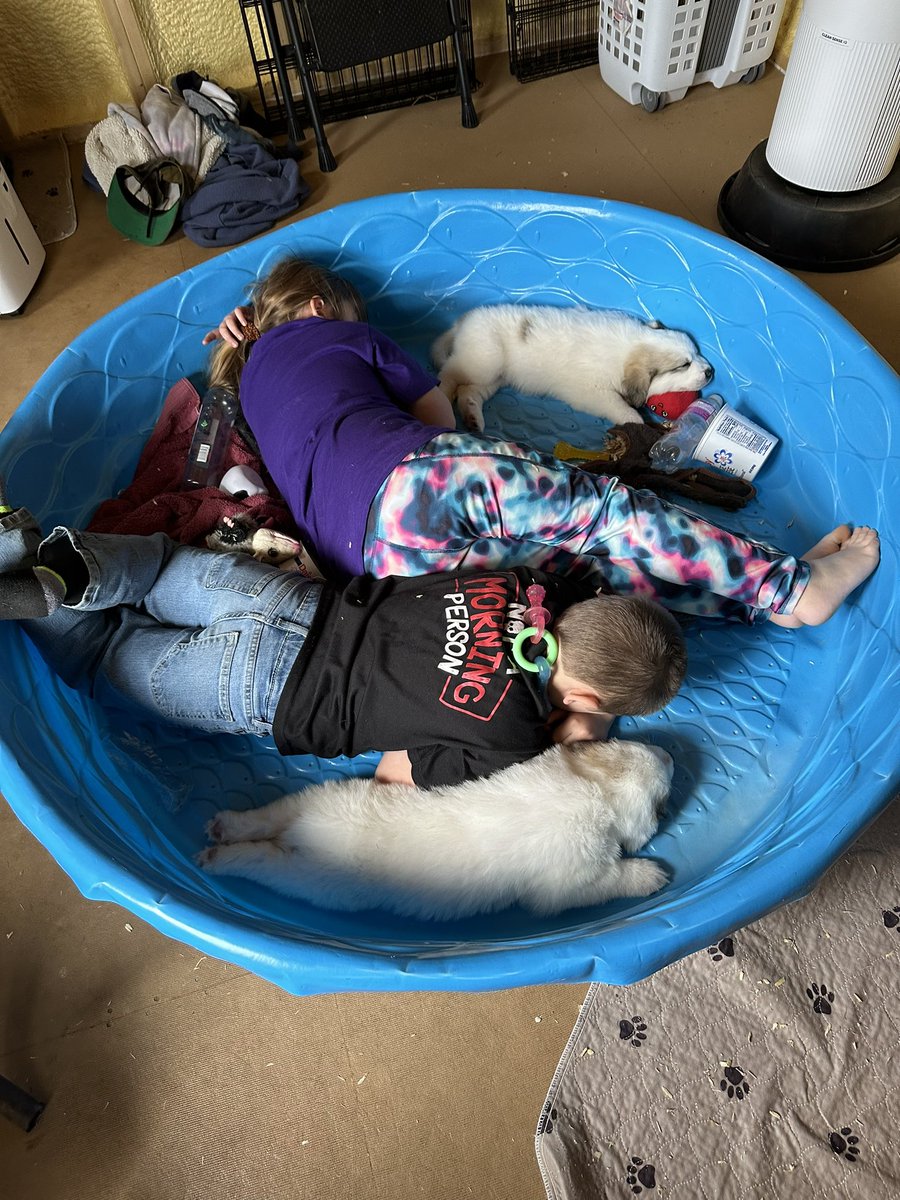 Doing Saturday morning chores makes EVERYONE tired.😴 

Colt, Cammi & these two puppies were completely out amongst the chaos going on of cleaning out the potty training pen & playing. 

💤 💤 💤 #tired #tiredmom #tiredkids #puppies #naps #zzz #callisonfarmpyrs #sleepypuppy