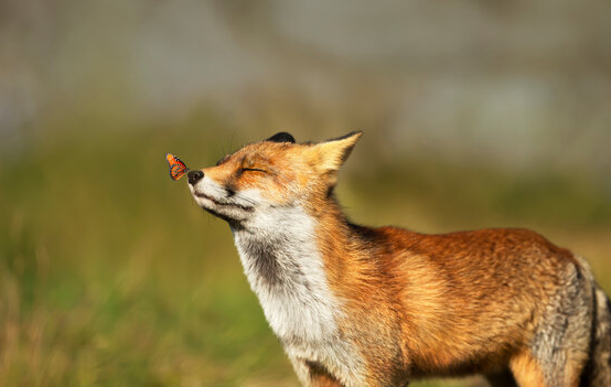 A #fox is a wolf who sends flowers.” ~ Ruth Brown #animals