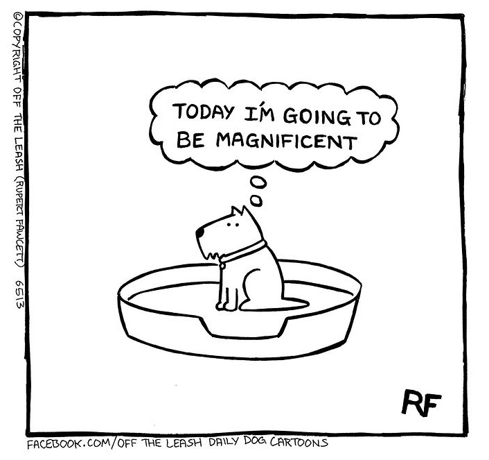 MADRADogRescue's tweet photo. 😂🐾
If you want to add a little magnificence to your life, check out our #dogs waiting to do that for you! 

Big, small, medium, old, young, and fabulous, find your perfect match💙

https://t.co/JnPs8WUsmO
Pic @offtheleashdogcartoons

 #AdoptDontShop #opt2adopt #Rescue #weekend https://t.co/NWGjDcvv6H