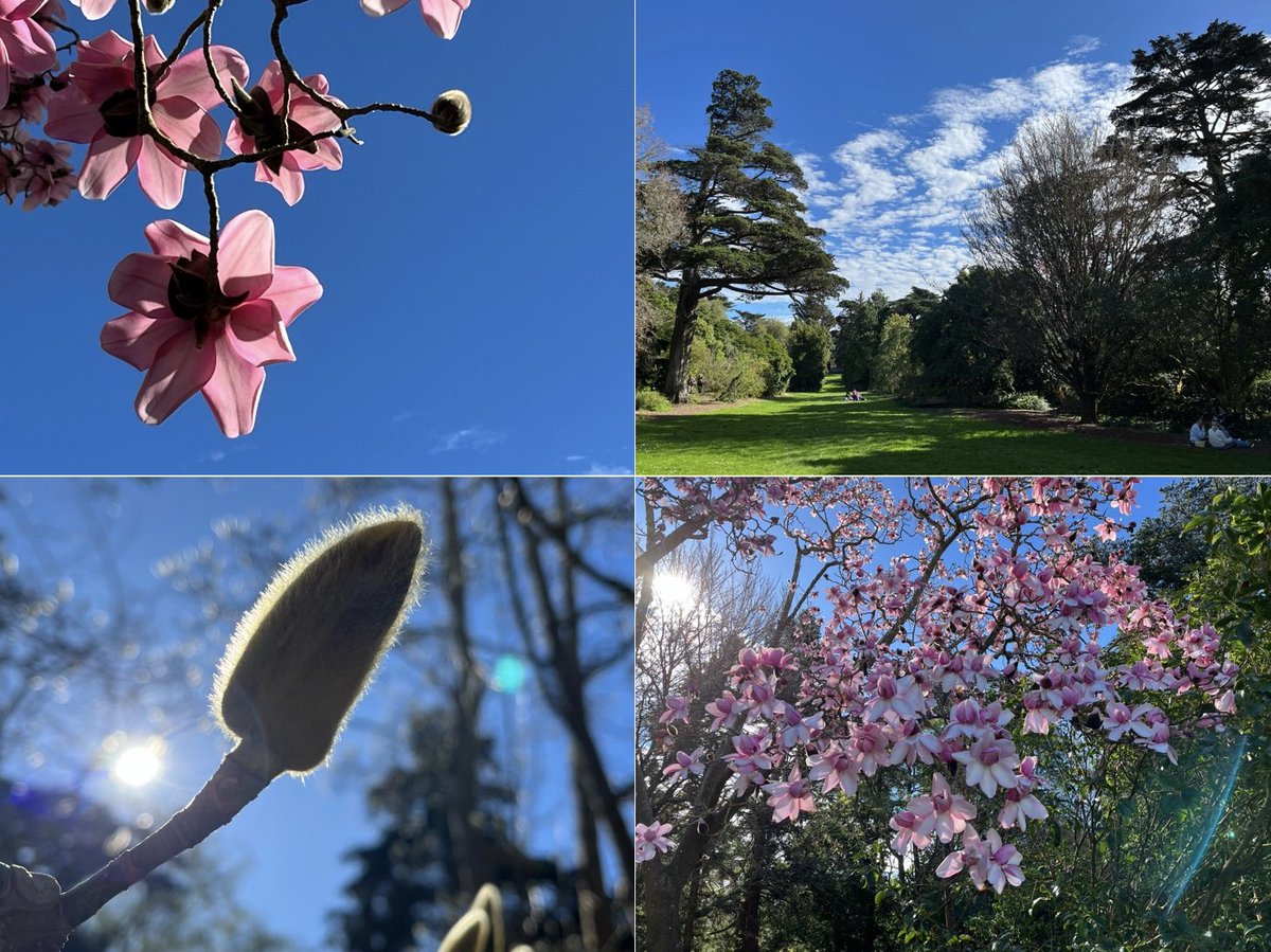 HikingAutism's tweet photo. The dramatic blossoms of the 63 varieties of magnolias at the San Francisco Botanical Garden pull us back every year.
โWorth Repeatingโ Insights:
https://t.co/raCzuRtkwU
#hiking #autism #nature #sfbotanicalgarden #gardensofgoldengatepark #walking #outdoors #flowers #sanfrancisco https://t.co/NzLyz95y3y
