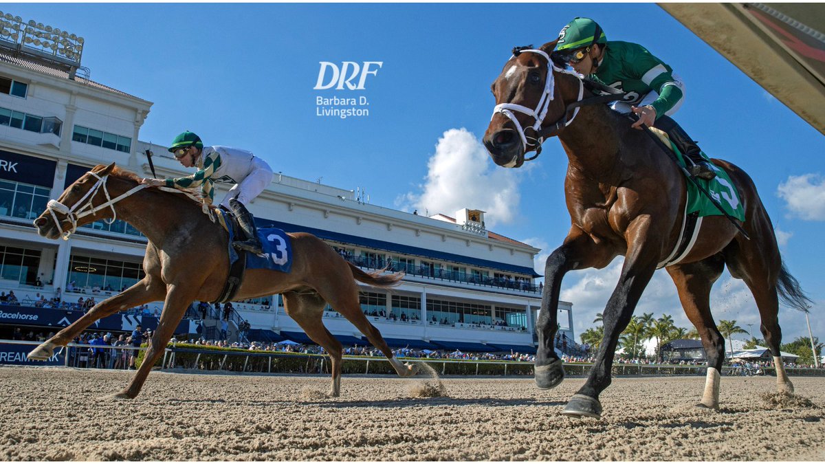 REAL MACHO just gets by BORN NOBLE in Race 6 @GulfstreamPark . Fantastic 📷 Barbara Livingston @DRFLivingston .