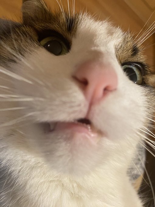 😹 https://t.co/q0ZGNMh68E