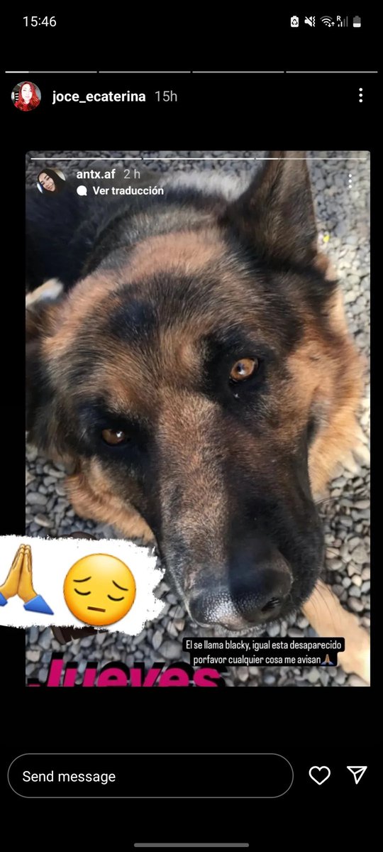 kmsgf13's tweet photo. se perdieron estos 2 gatos y 1 perro en el paradero 10 de achupallas el perro responde a blacky, el gato café a nalo y la gatita blanca con naranjo y negro, minnie

contactos al IG @joce_ecaterina o @antx.af 
+56 9 41642164
#mascotasincendio #viña #incendio #IncendioForestal https://t.co/fFeVRUEyu0