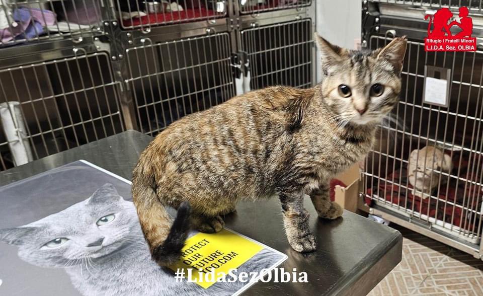 Olbia, 03.02.2024
Rita è una micia che vive in strada accudita da una signora che si occupava di lei e di altri gatti. Purtroppo le persone buone volano via troppo presto e chi conosce Rita ci ha contattati preoccupato per la sua sorte. 
L'abbiamo recuperata, sterilizzata ed