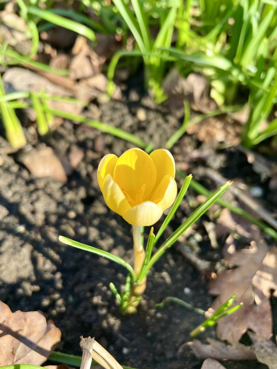 Beautiful yellow crocus saying hi to spring 🌼🌼🌼 #crocus #garden #GardingTwitter #gardening #girlswhogarden