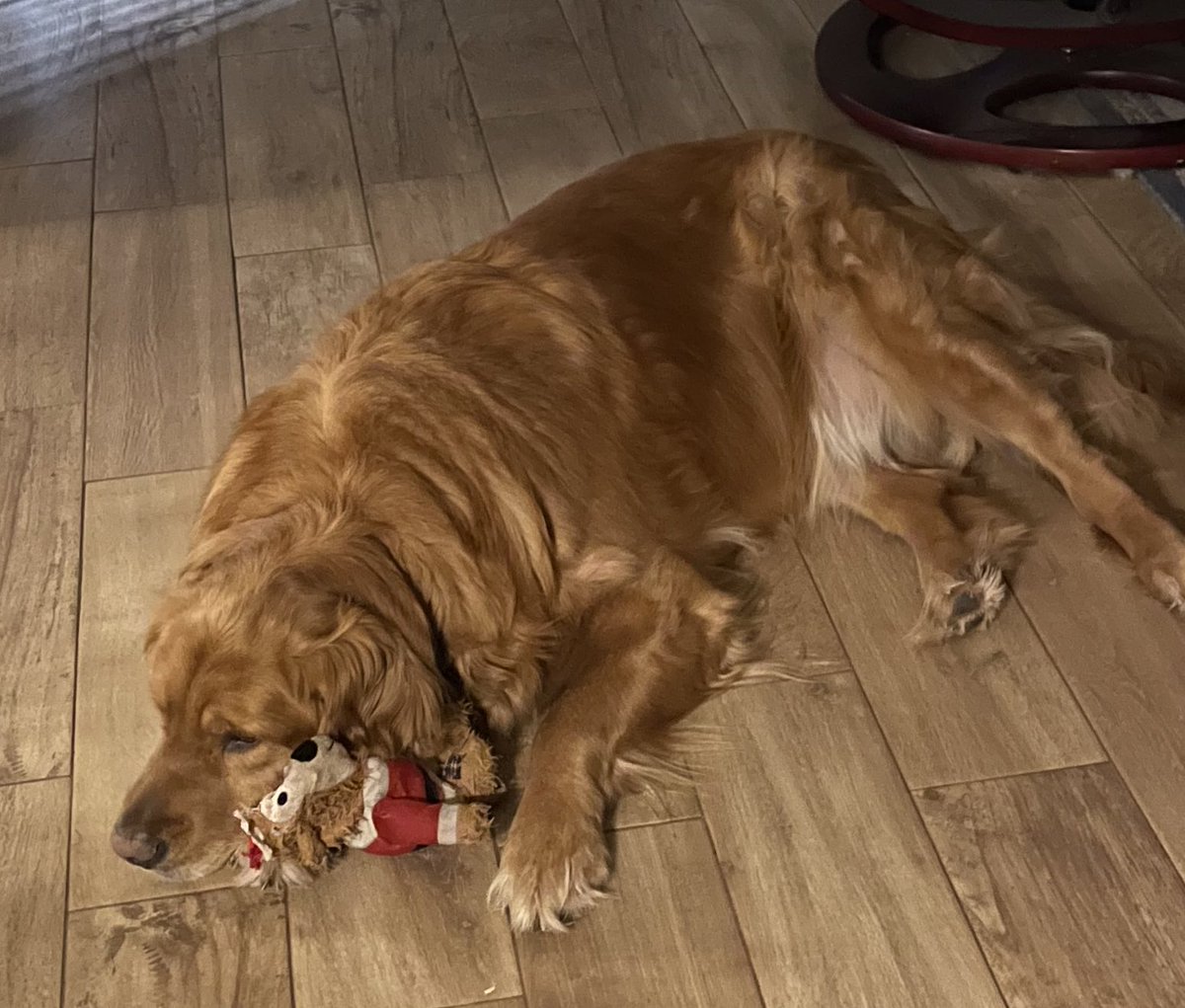 abbey_n_normal's tweet photo. I just really love my bear. Please don’t judge. https://t.co/wgR3zPgCgR