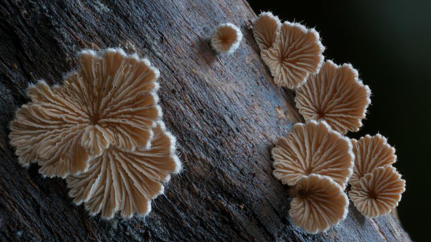 .@MerlinSheldrake’s new film, Fungi: Web of Life, narrated by @bjork (yes, that Bjork) premiered today @BFI IMAX. It is…astonishing. Wonder-striking. The time-lapse microscopy footage of fungal growth & running mycelium is a landmark in natural history filming. Seek it out.