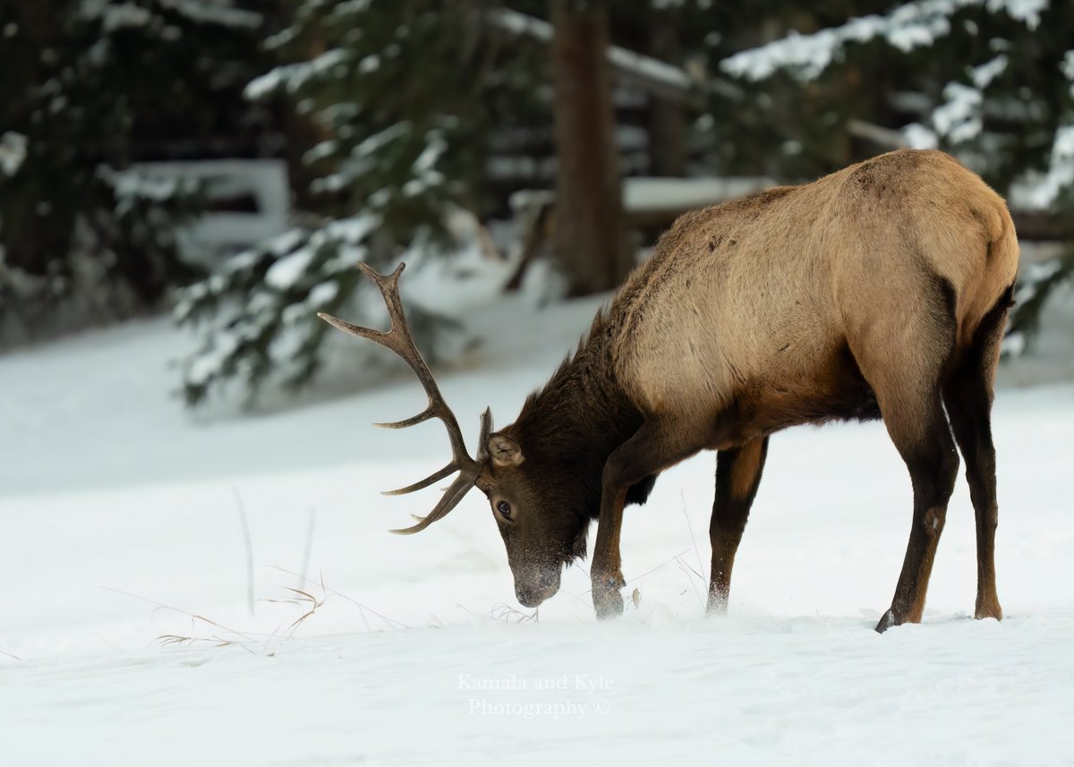 KamalaKyle's tweet photo. One of Banffβs unicorns scratching out some edibles beneath the crust!
#elk #bullelk #elkantlers #banffunicorn #unicorn #unicornsarereal #wapiti #elkdaily #elkseason #elkaddict #antlers #tinesup #teamelk #rmef #banff #banffpark #banffnationalpark #banfflife #mybanff # #banfftown https://t.co/5l1YIUZP72