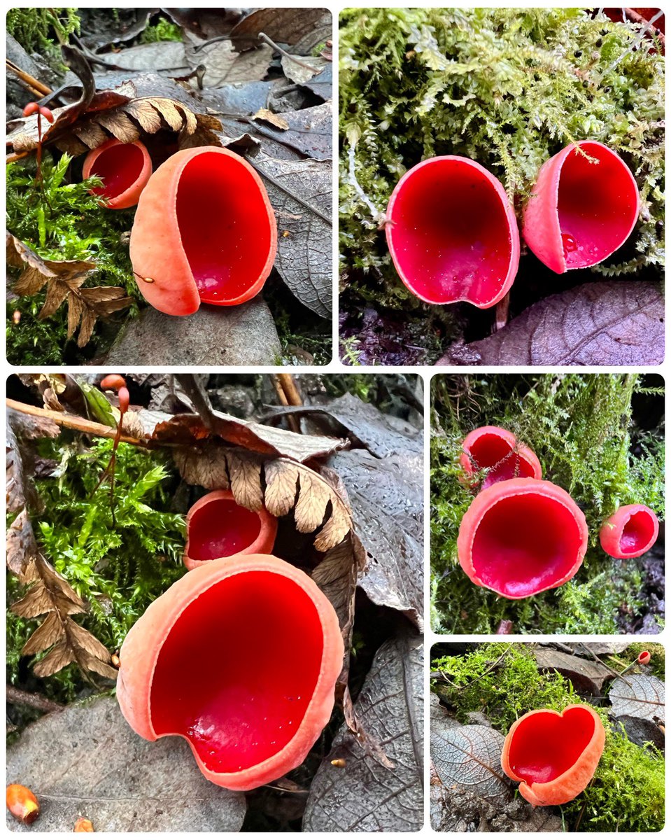 It was a joy to see my first Scarlet Elf Cups of the year today. So love these vibrant little #fungi 😍❤️