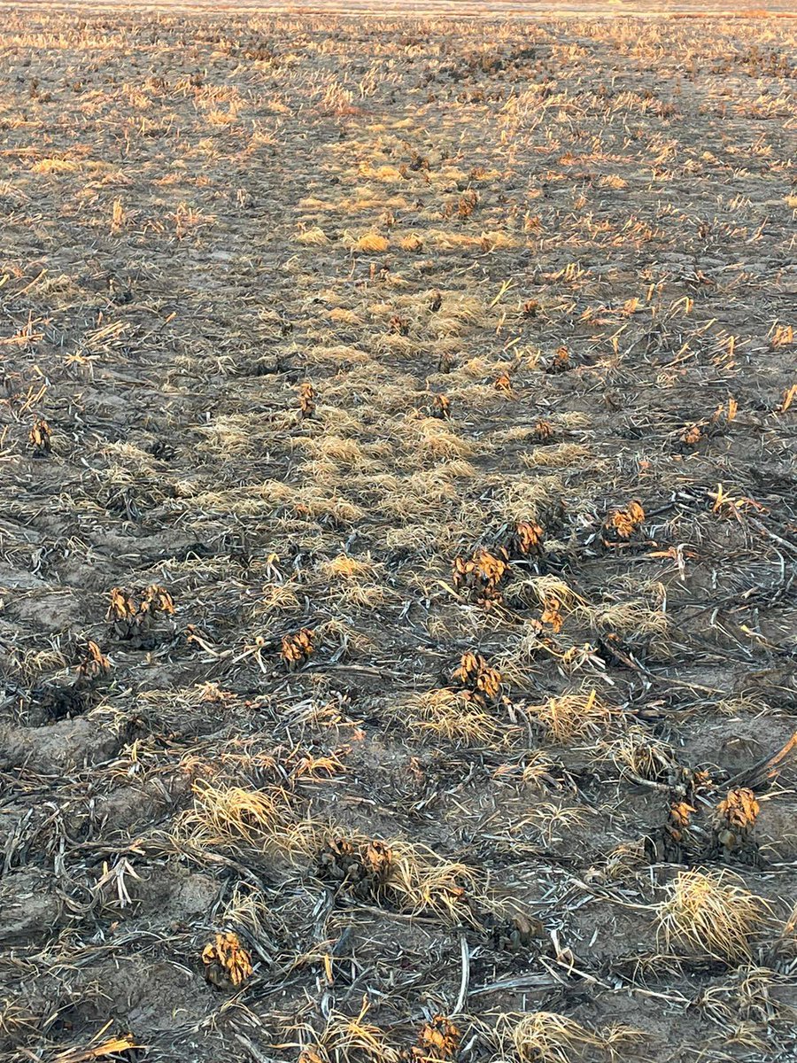 Rick Rundell-Gordon tweet media