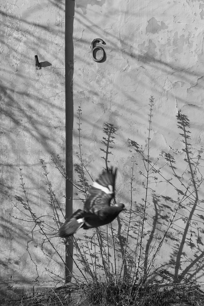 A pigeon that accidentally appeared in the frame.
