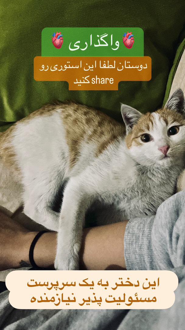 petlandco's tweet photo. این دختر ۵ ماهه نیاز به سرپرست داره لطفا ریت کنید که خانواده خوب پیدا کنه ❤️ https://t.co/BUTNTGpYZP