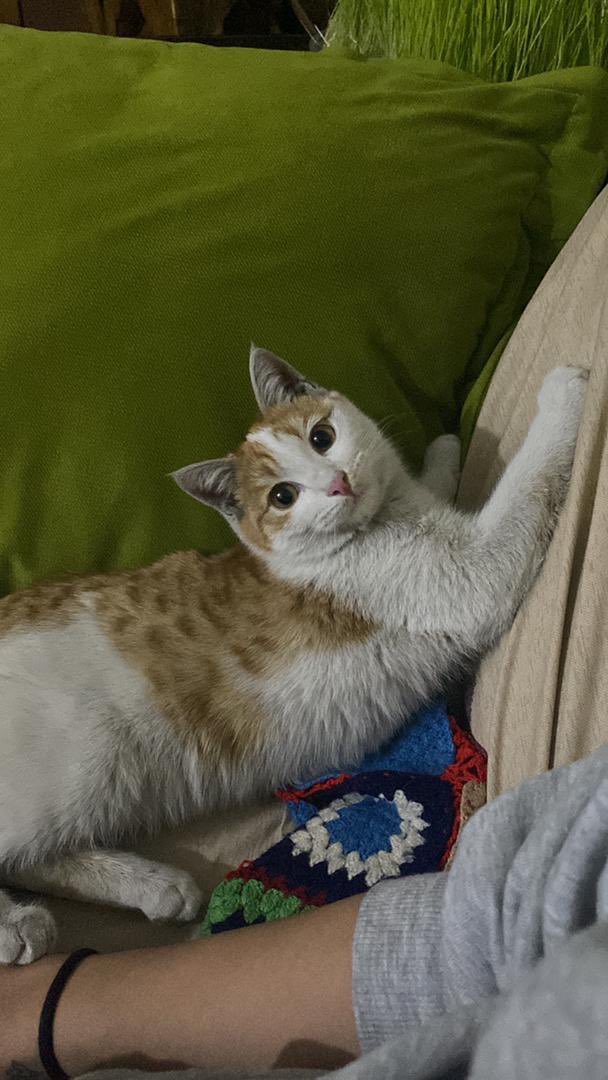 petlandco's tweet photo. این دختر ۵ ماهه نیاز به سرپرست داره لطفا ریت کنید که خانواده خوب پیدا کنه ❤️ https://t.co/BUTNTGpYZP