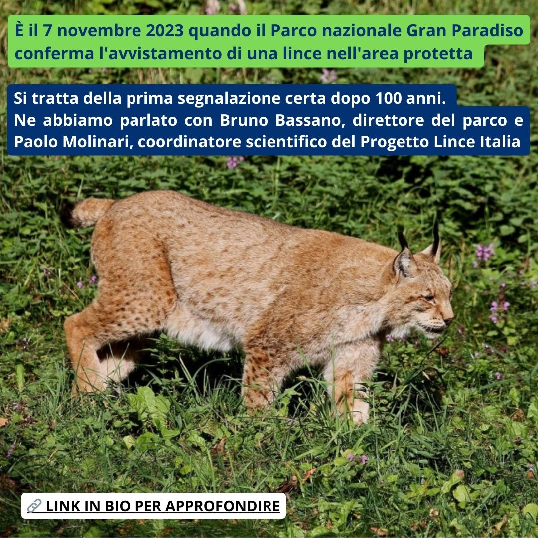 piemonteparchi's tweet photo. Abbiamo intervistato Bruno Bassano del Parco Gran Paradiso e Paolo Molinari del Progetto Lince Italia per capire la portata dell'avvistamento di una lince nell'area protetta. https://t.co/OYGu8EvlKv