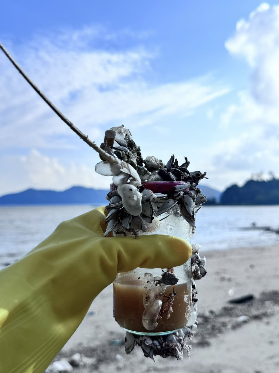 THMersing's tweet photo. #sunning and cleaning at our #cleanup.
Total of 41.5 Kg of waste, 12 Kg of them are ghostnets.

Foods and new gloves were sponsored by Teacher DJ. Thank you for your continues support, and thank you to our regular volunteers for coming! 💛 https://t.co/QD6K19I6xq