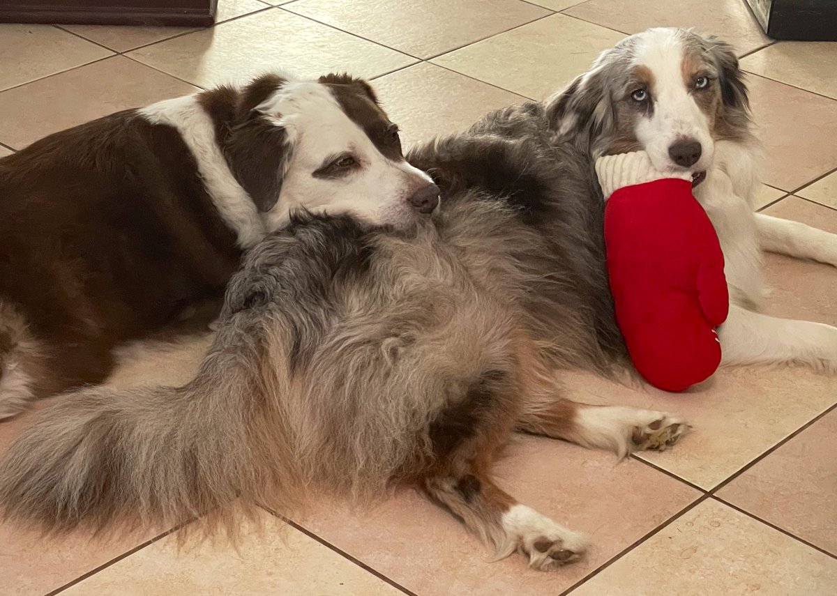 Relax day at home 😌
#dogsonx #dogsontwotter #pets #dogs #dogsarefamily #petsarefamily #woof