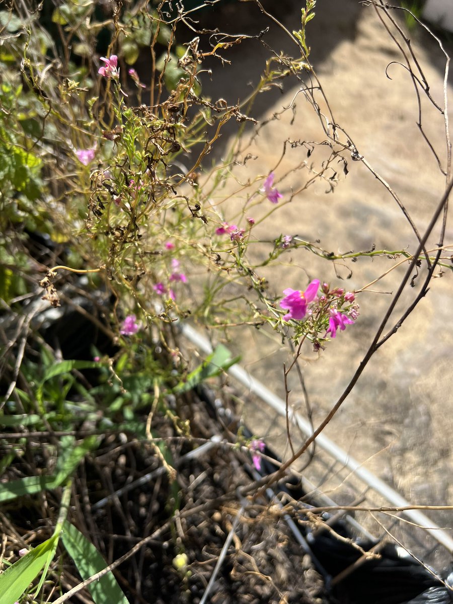 13thLuckies's tweet photo. Front yard flower 🌸 https://t.co/oLbt6yIJA1