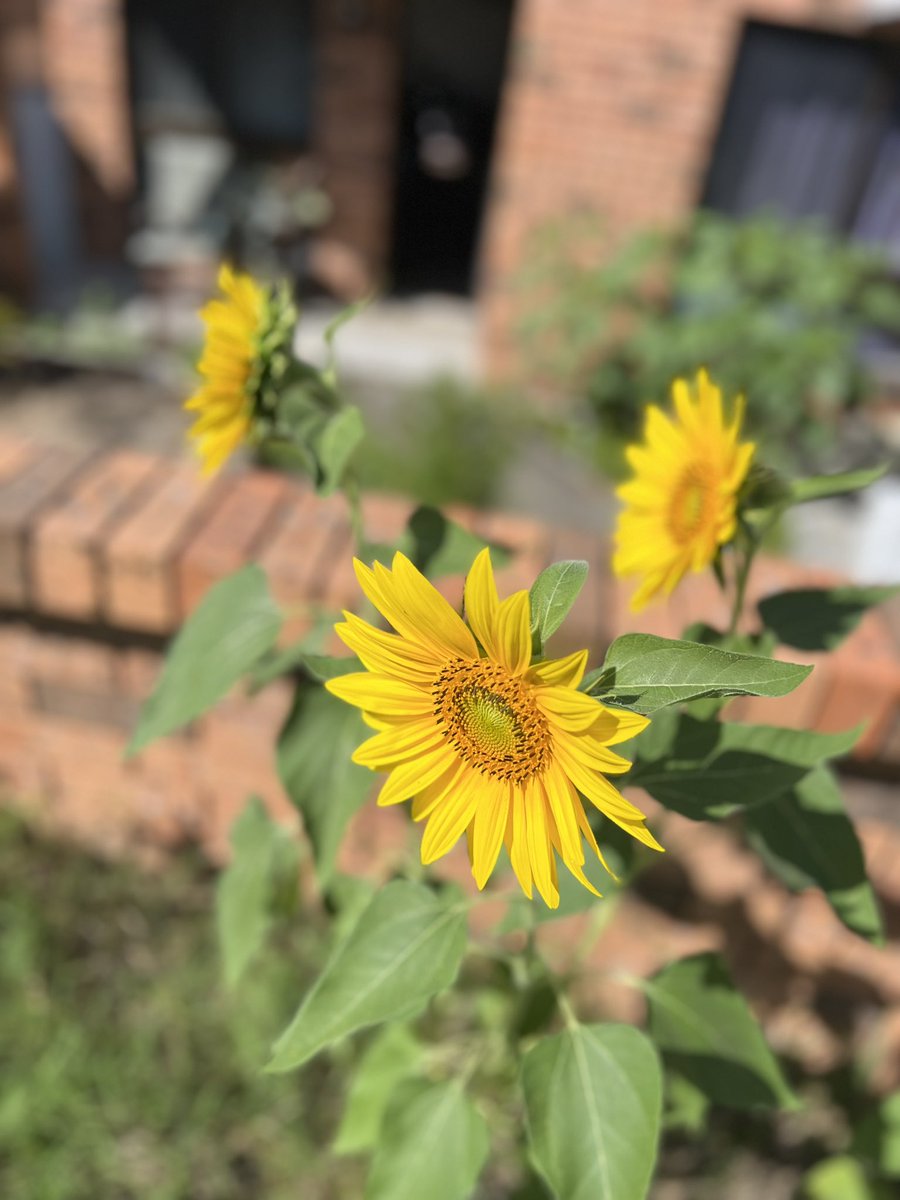 13thLuckies's tweet photo. Front yard flower 🌸 https://t.co/oLbt6yIJA1