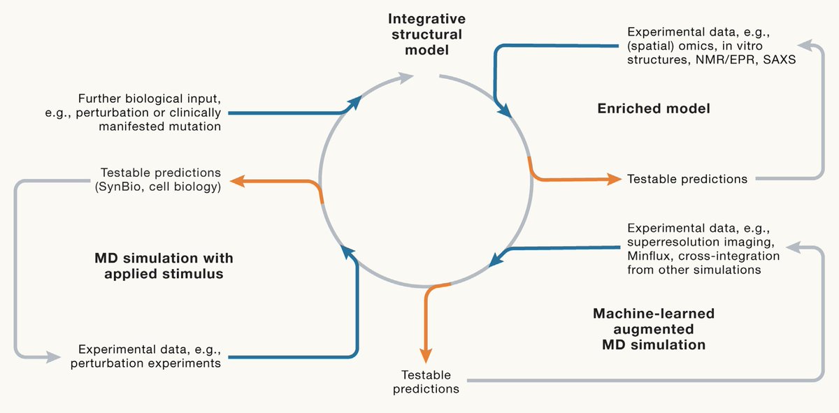 Do we really know how cells work? Could a computational model help? A solution might reside in digital twins trained with high-dimensional structural, functional, and perturbational data. On the cusp of a new paradigm in biology and medicine doi.org/10.1016/j.cell…