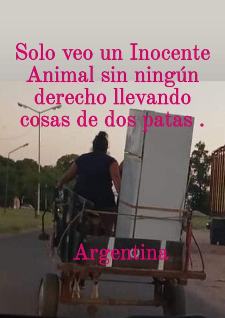 protegealanimal's tweet photo. Basta de explotación animal.
#CaballosSinCarros
#TAS
#BastaDeTAS https://t.co/RHDIPVbgDF