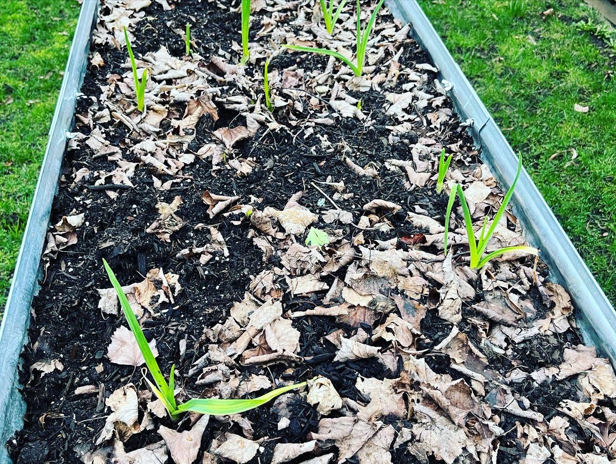 These music and russian red garlics are looking great, too bad I forgot to label them - love these @raisedgardenbeds.ca beds #garlic #urbangarden #urbangardening #gardening #vegetables #vegetablegarden #raisedgardenbeds