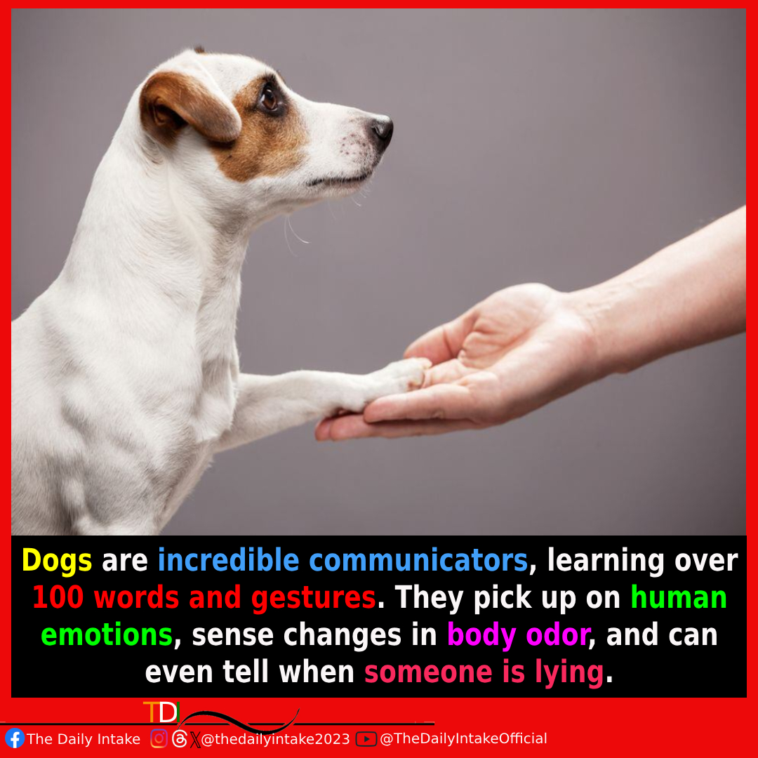 Did you know? Your furry friend might understand more than you think! 🐾🤔  #CanineCommunication #FurryFactFriday #DogWisdom #EmotionDetectives #PetPerception #PawsomeInsights #TheDailyIntake