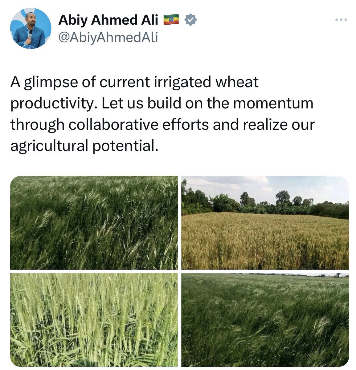 fitsumaregaa's tweet photo. Ethiopia’s wheat farming success highlights improved gov’t policies, extension support, dry season irrigation, research, &amp; the dedication of hard-working farmers. A promising journey towards enhanced food security. All stakeholders are encouraged to join us on this journey! https://t.co/CNEK56Vqxm