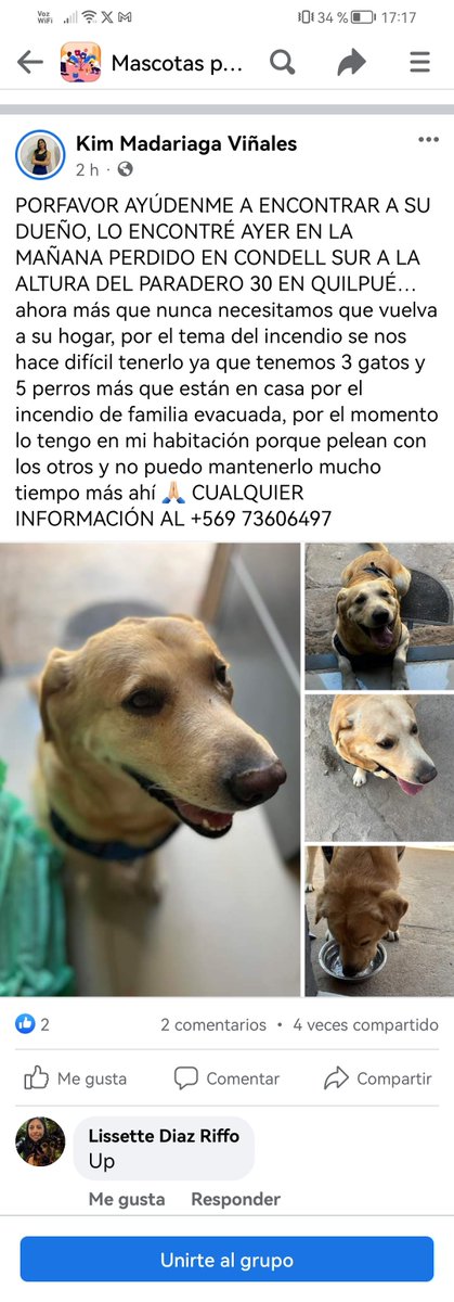 _ferna_isi's tweet photo. URGENTE DIFUNDIR! HILO DE ANIMALES PERDIDOS/ENCONTRADOS.
#IncendioForestal #VinadelMar #Incendios #Chile https://t.co/OlKoNVGy2f