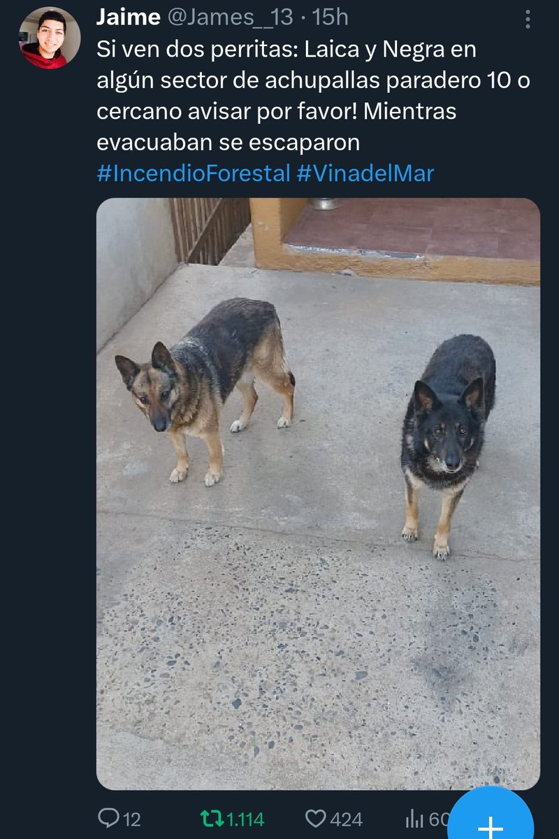 _ferna_isi's tweet photo. URGENTE DIFUNDIR! HILO DE ANIMALES PERDIDOS/ENCONTRADOS.
#IncendioForestal #VinadelMar #Incendios #Chile https://t.co/OlKoNVGy2f