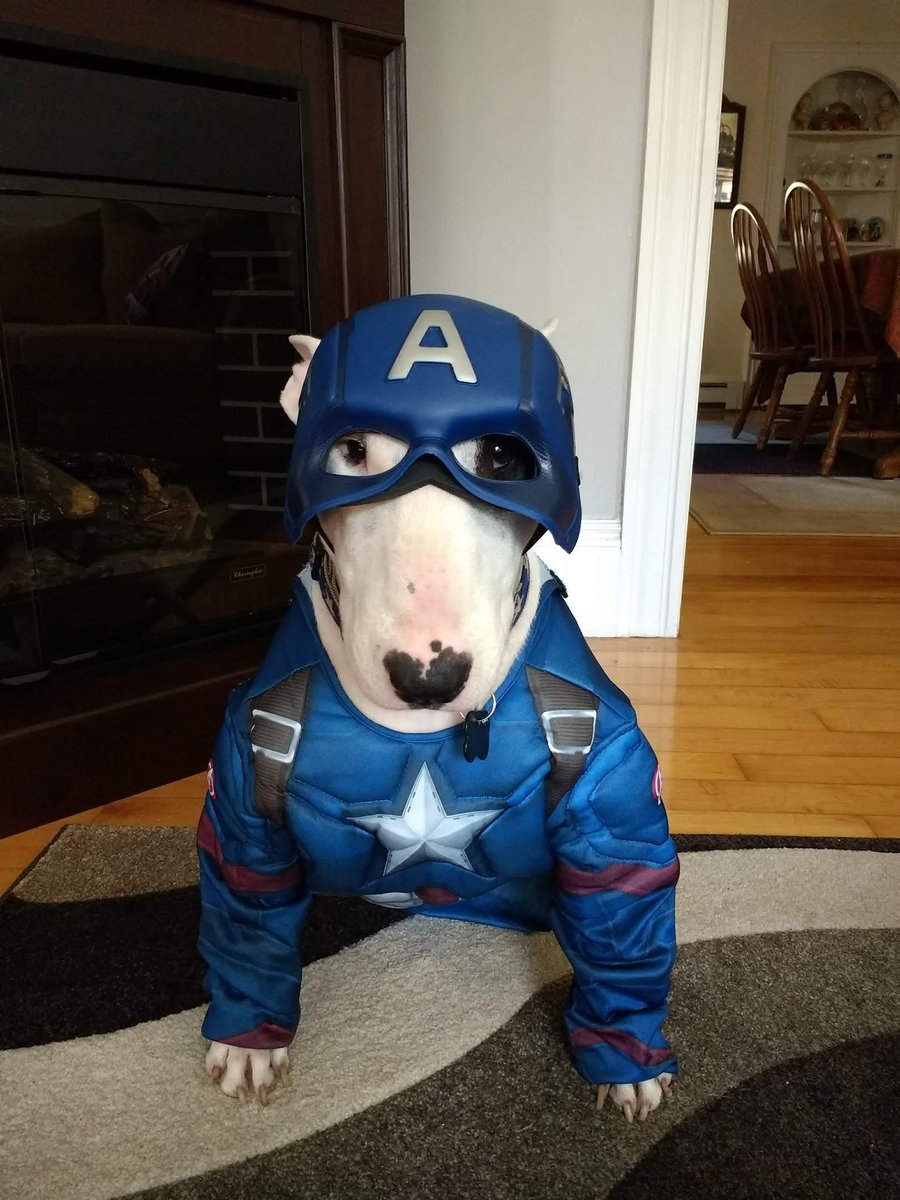rexthetvterrier tweet picture