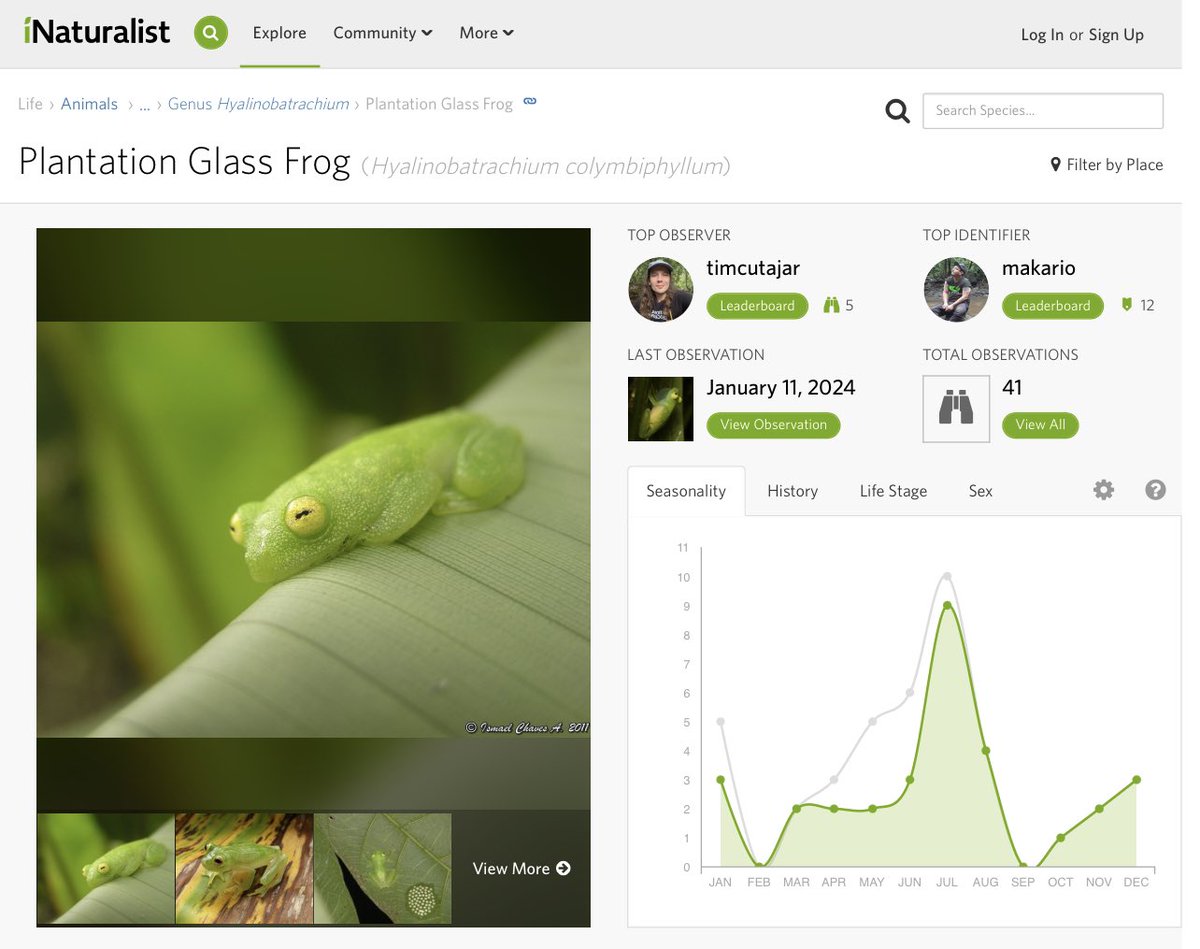 I really love glass frogs. I guess that’s how I went from never having seen one to being the top observer of this one on #inaturalist in three months 😂