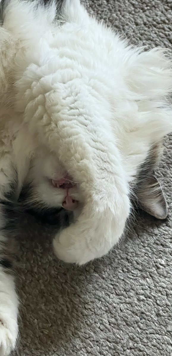 D_K_Urbanski's tweet photo. @LadyInksALot Here's a cat picture to cheer you up. Whatever it is, you got it! ❤️ https://t.co/YDpNEMTb49