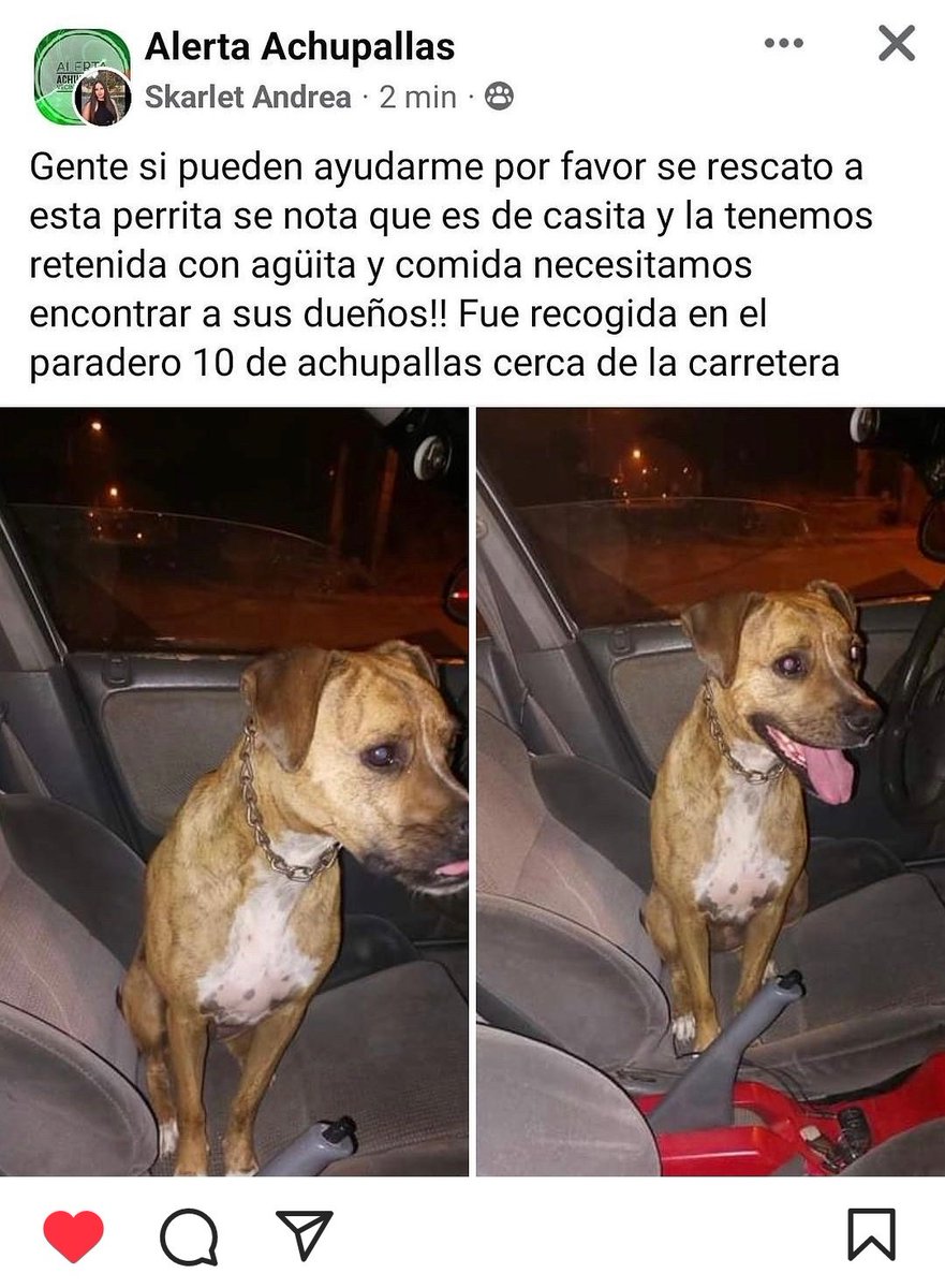 Se encontró perrita en Achupallas, paradero 10 #achupallas #viña #IncendioForestal #incendio #chile #VinadelMar #valparaiso #perritos #perrosperdidos #mascotasperdidas #mascotasencontradas #perrosencontrados