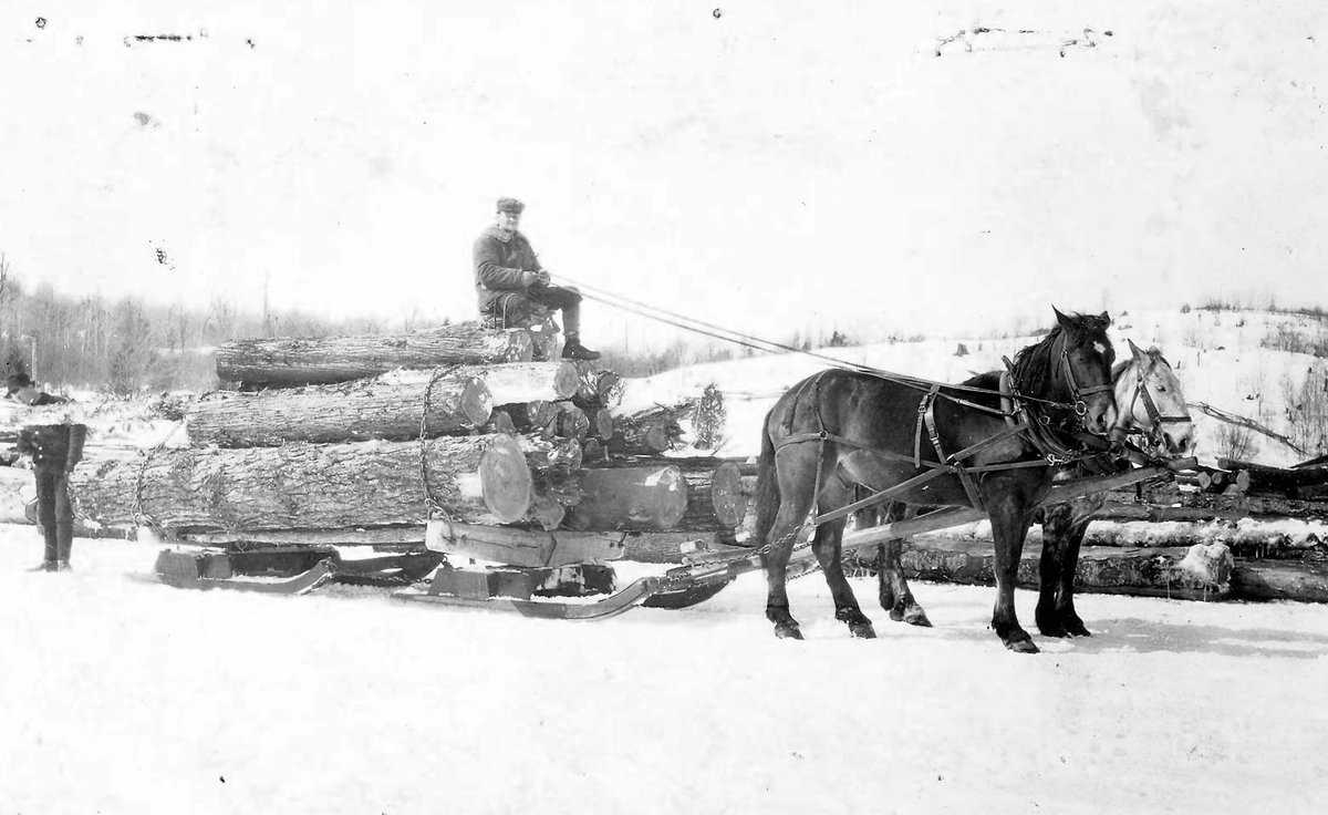 It's been a gorgeous winter day in the Highlands - the kind of day that makes outdoor activities more enjoyable! This pic shows Archie Robertson (and some beautiful horses!) moving a sleigh load of logs on Drag Lake c. 1912. He was likely working for Laking Lumber at the time.