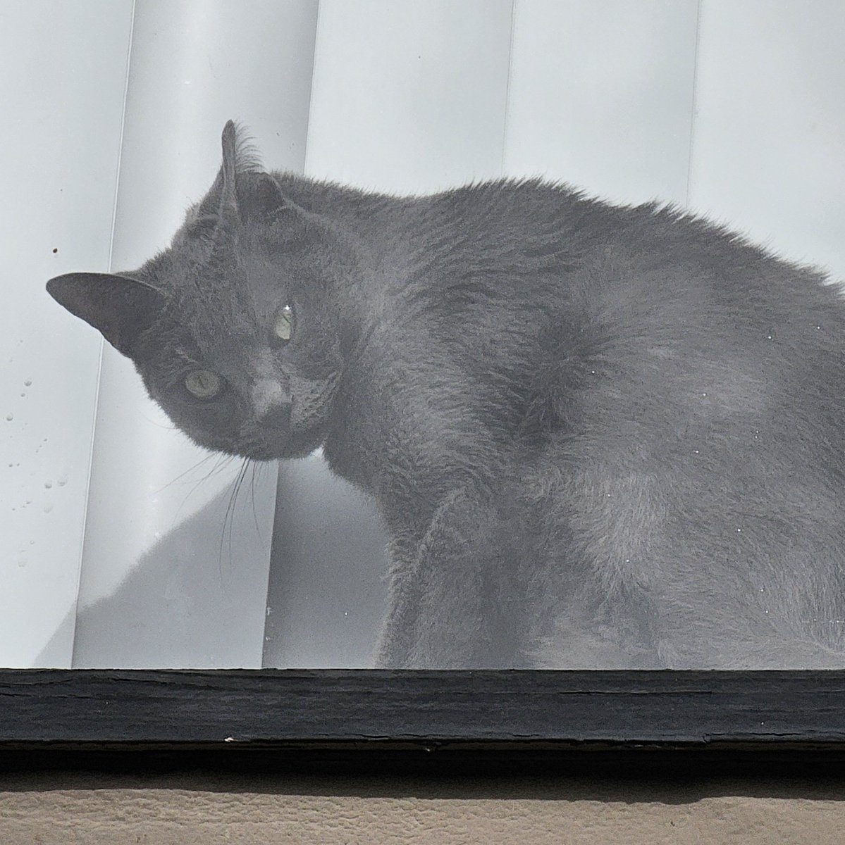 ElLocoMonkey's tweet photo. Window Cats pt. 16

#windowcats #windowcatsoftwitter #cat #cats https://t.co/eQYBeKdRio