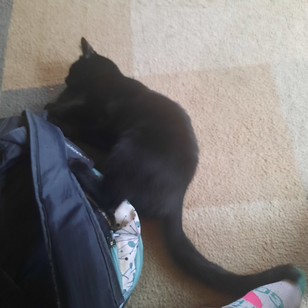 DeathIsUponUs8's tweet photo. @smii7ytism She's such a little shit, I have so many pics of her shenanigans https://t.co/mSM2XGBgsq
