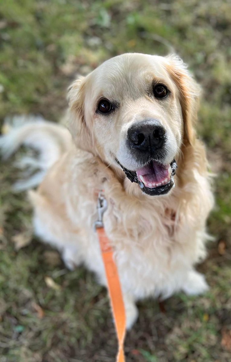 National #GoldenRetrieverDay 💙