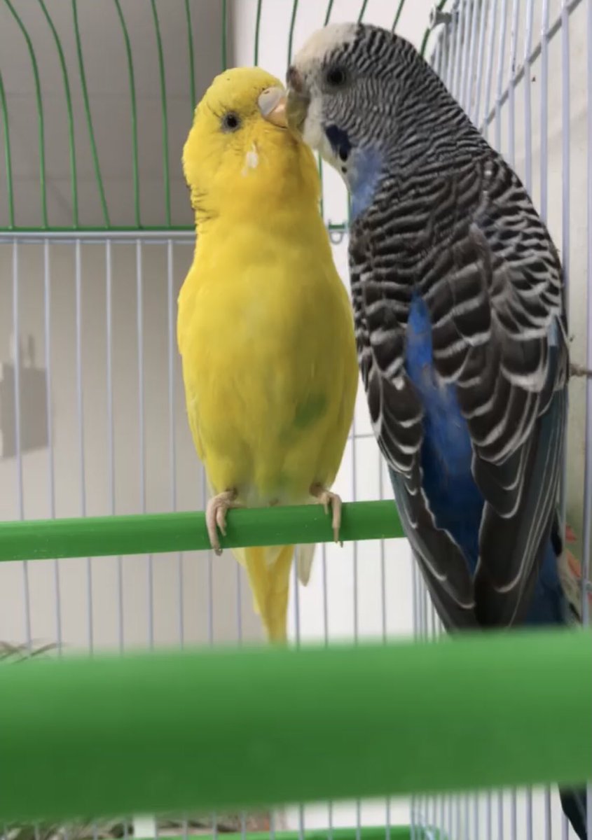 Nje dump i lezetshem✨