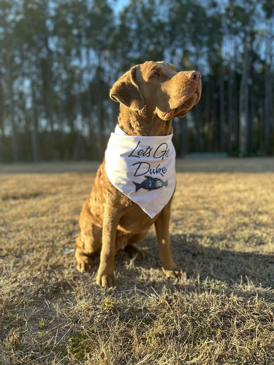 Cloey_G_'s tweet photo. LETS GO @DukeMBB 
#GTHC #DukeBasketball 😈💙 https://t.co/4kx8adLZ8d