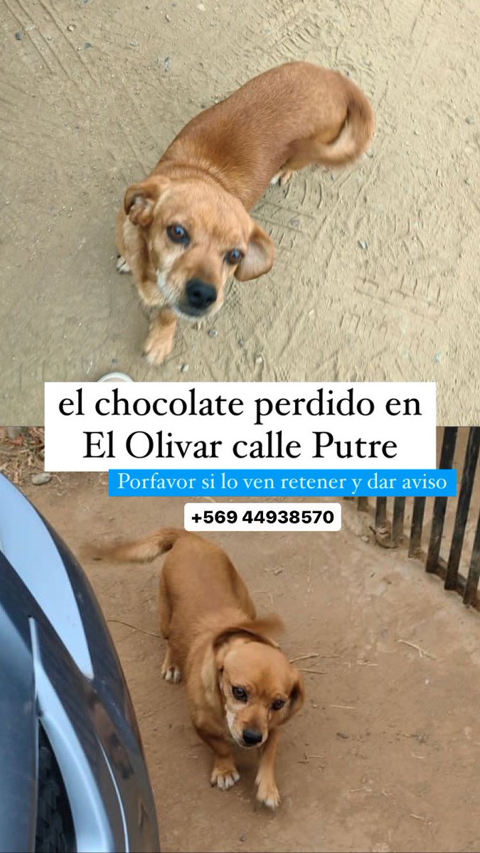 MariaJesusBra16's tweet photo. Pido porfavor de corazón😞😞 si los ven retener y dar aviso😭😭 son los perritos de mi papá 😣 No perdemos la esperanza de encontrarlos sanos y salvos Porfavor pido difusión 😭 perdidos en El Olivar #ElOlivar #IncendiosForestales #incendio #perritosperdidos #VinadelMar https://t.co/gIoW0bJQjd