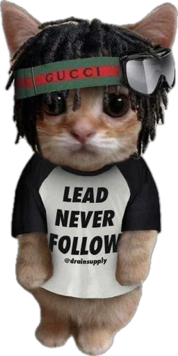 catwifhateth's tweet photo. #catwifhat always leads never follows https://t.co/wjZ4AKfGnW
