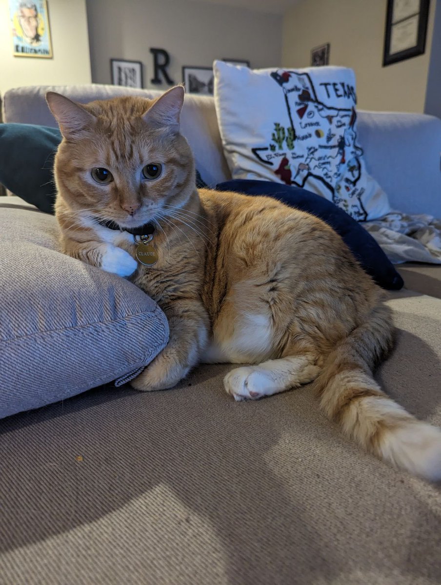 #Caturday pic of Claude watching Dad vacuum up his fur, while his paw slides the remote under the cushion so Dad can’t find it. #CatsOfTwitter