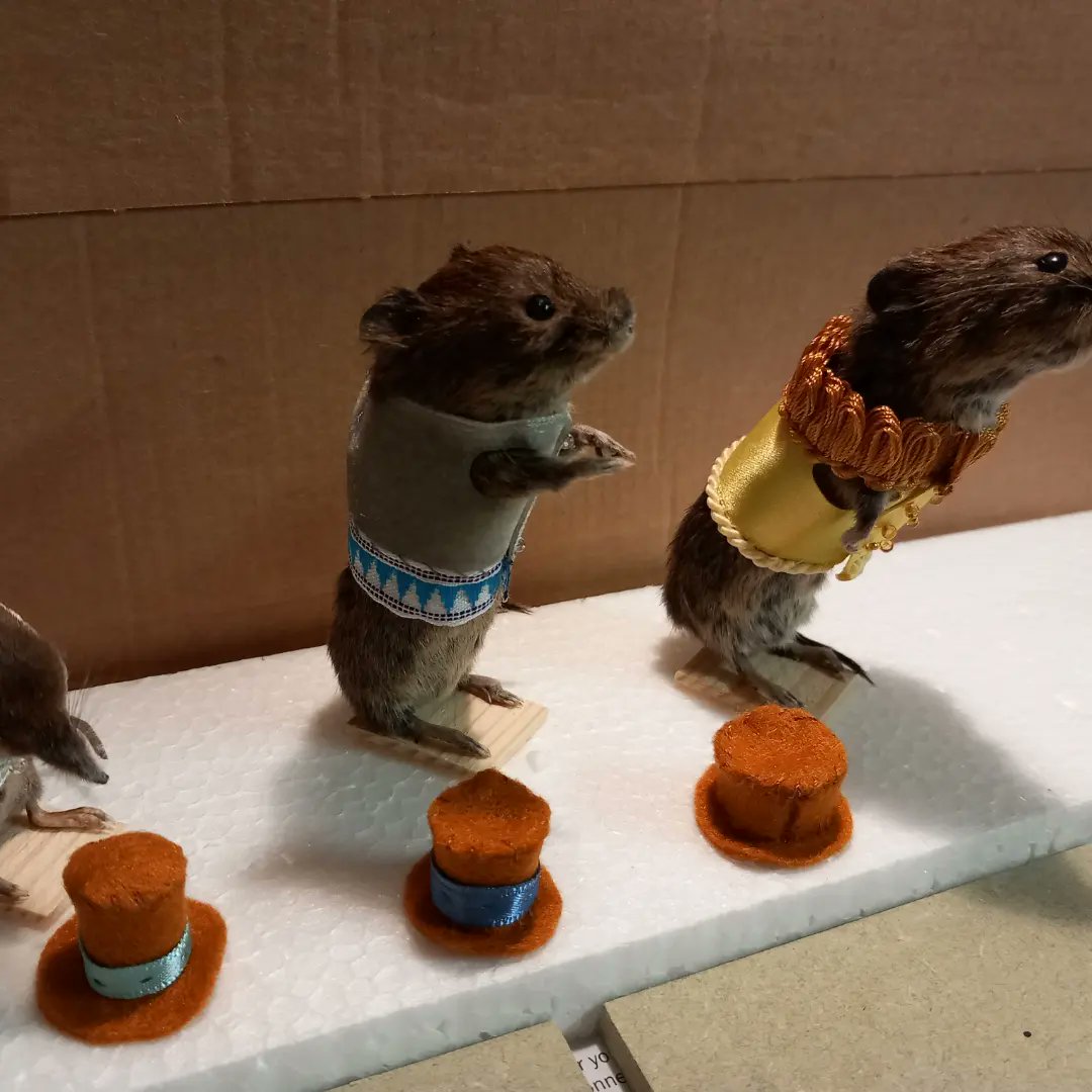 DoubbleLouise's tweet photo. Little commissions coming on nicely!#VoodooMouseDesigns #rodent #taxidermyart #taxidermyforsale #costumedesign #ribbon #handsewing #deadwhenwemet #smallmammals #etsyseller https://t.co/6ujKvJEHip