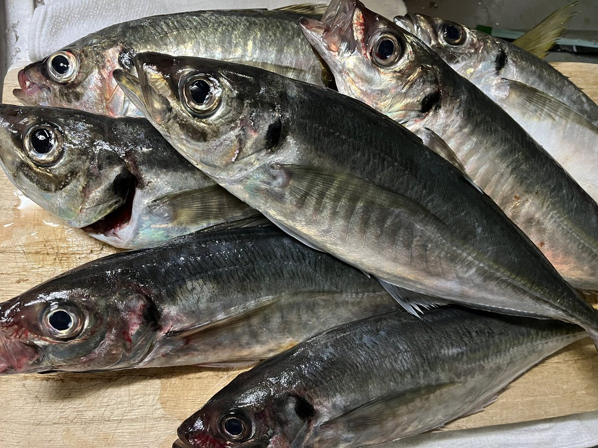lecca5102's tweet photo. イカメタルに行ったけど、結局
イカ釣れなくて、バチコンでアジ！
ギリギリギガアジ釣った🙌
サイズ更新できたので🙆 https://t.co/lhcmu2eLga
